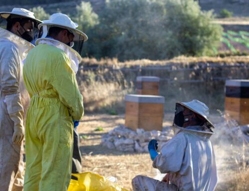 The bees: the most numerous community of Alma Carraovejas